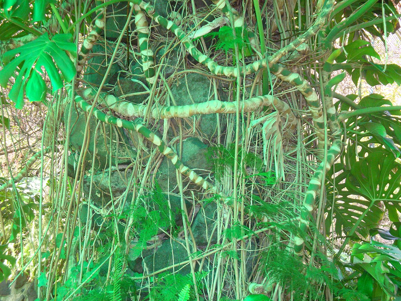 Indoor Plants