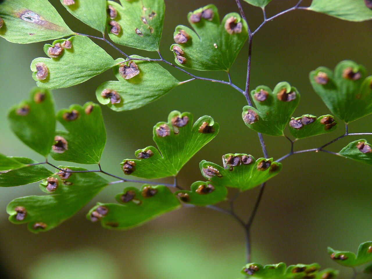 Ferns