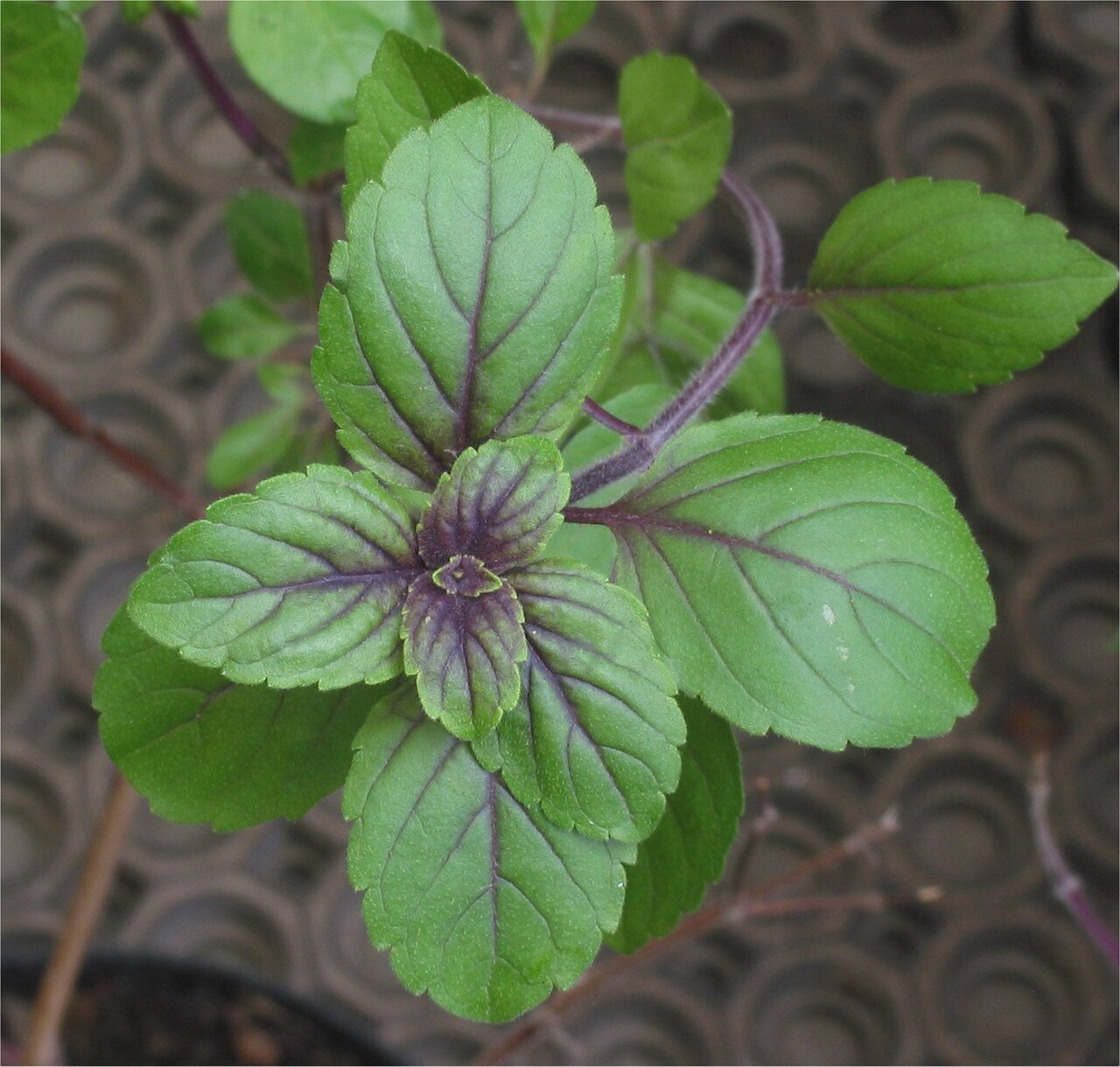 Herbs