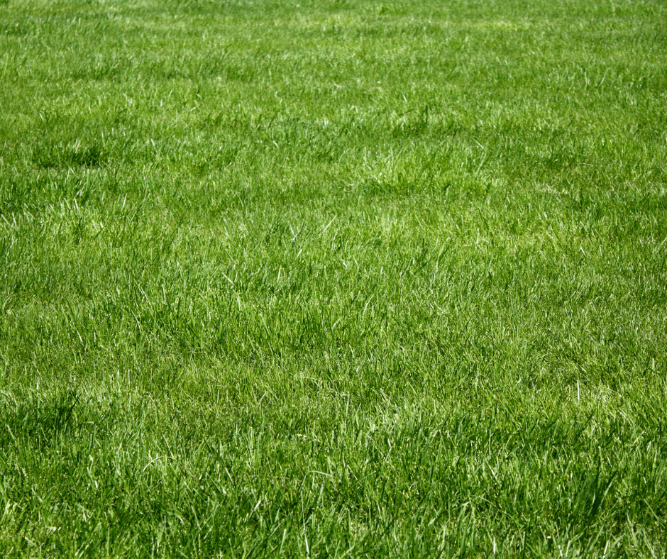 Grass
