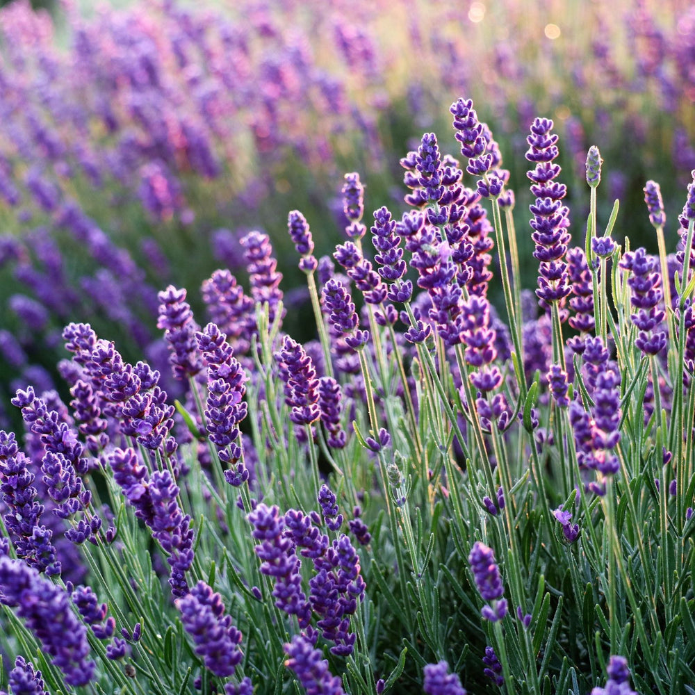 Flowering Plants