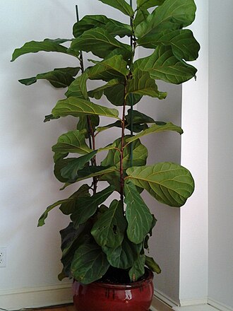 Fiddle Leaf Fig
