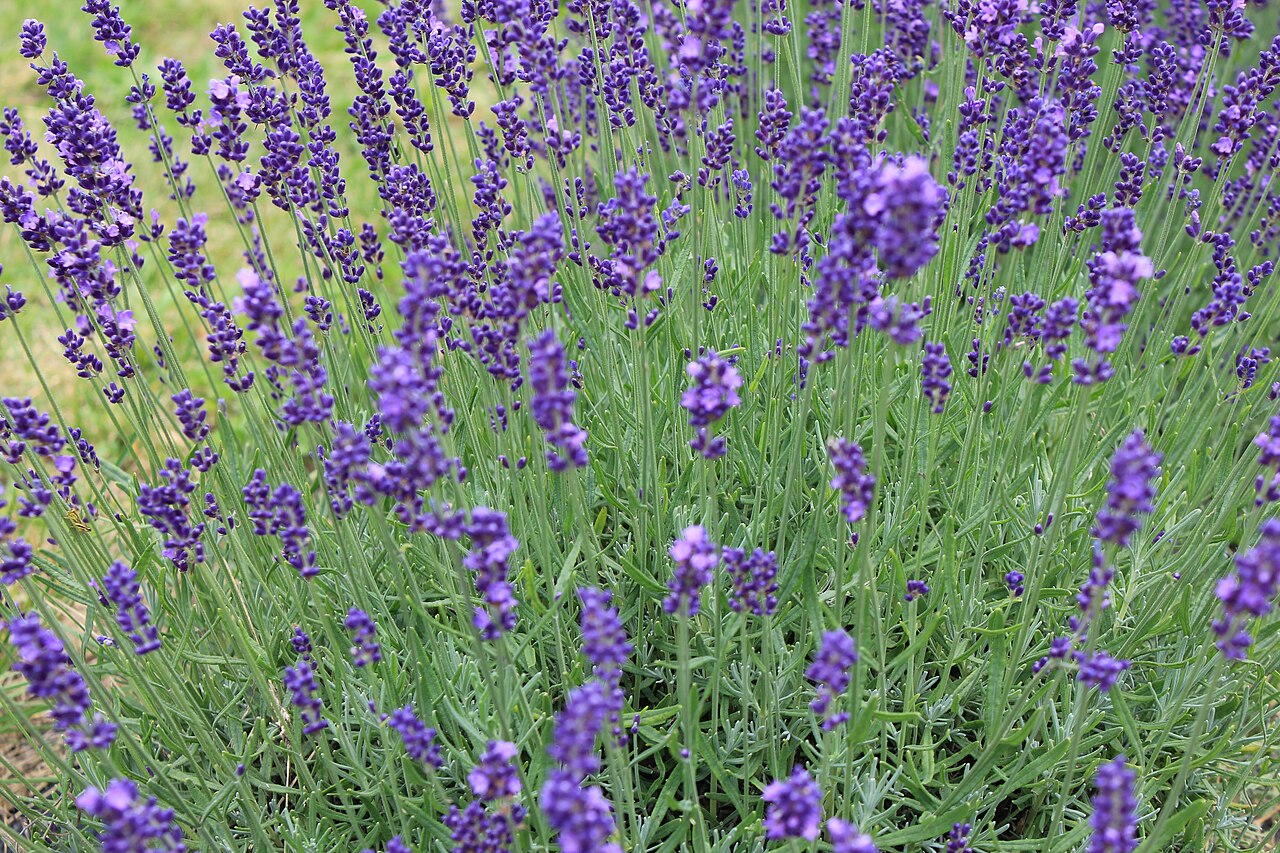 Flowering Plants